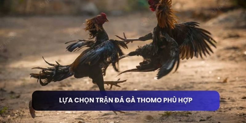 Lựa chọn trận đá gà thomo phù hợp